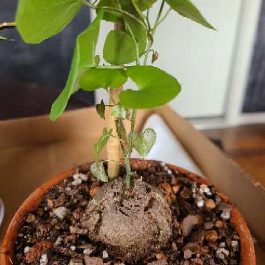 Dioscorea elephantipes syn. Testudinaria elephantipes