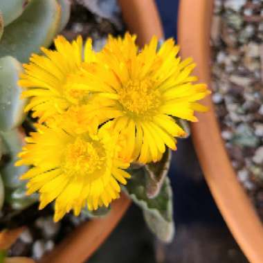 Faucaria tigrina