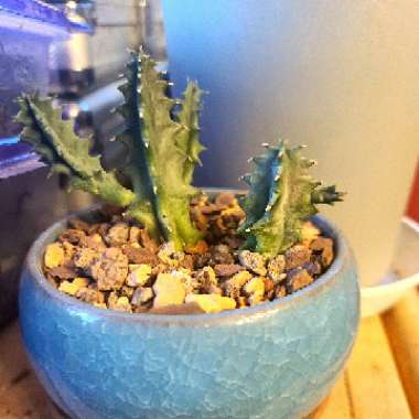 Huernia Zebrina