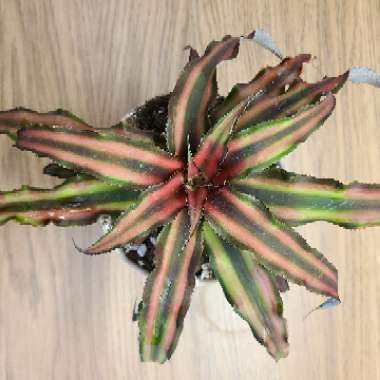 Cryptanthus Bivittatus