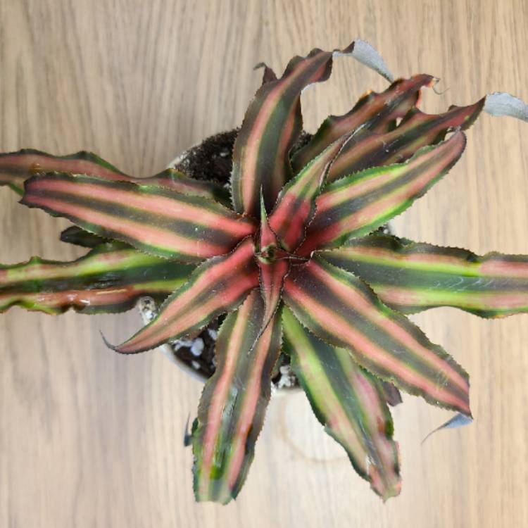 Plant image Cryptanthus Bivittatus
