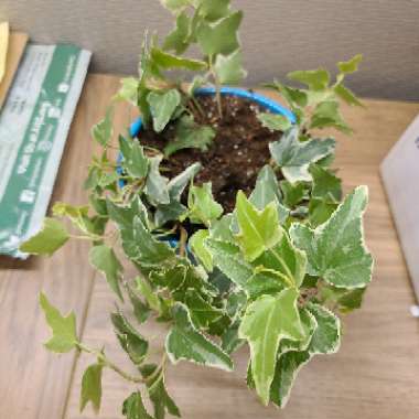 Hedera helix 'Aloma Ivy'