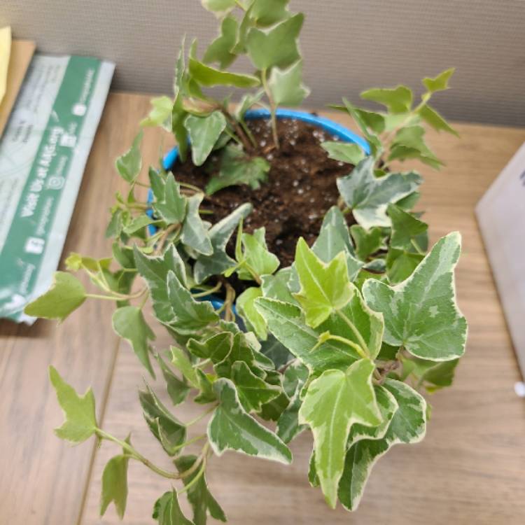 Plant image Hedera helix 'Aloma Ivy'