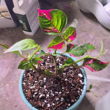 Alternanthera ficoidea 'Partytime'