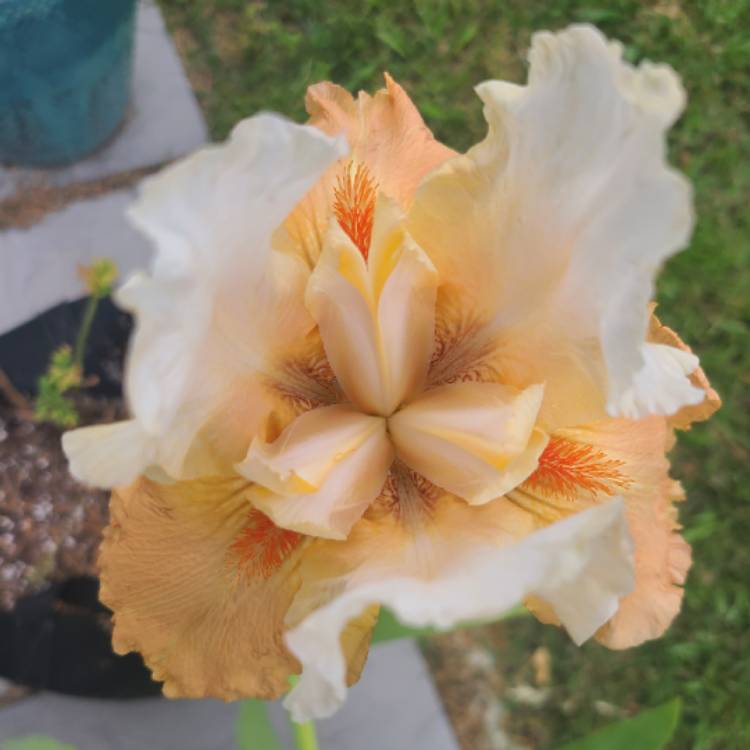 plant image 1464191