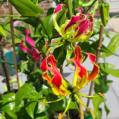 Gloriosa superba