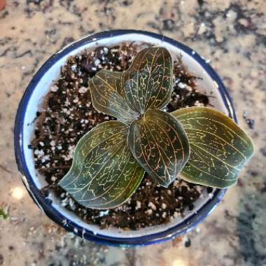 Anoectochilus Chapaensis 'golden Jewel' 
