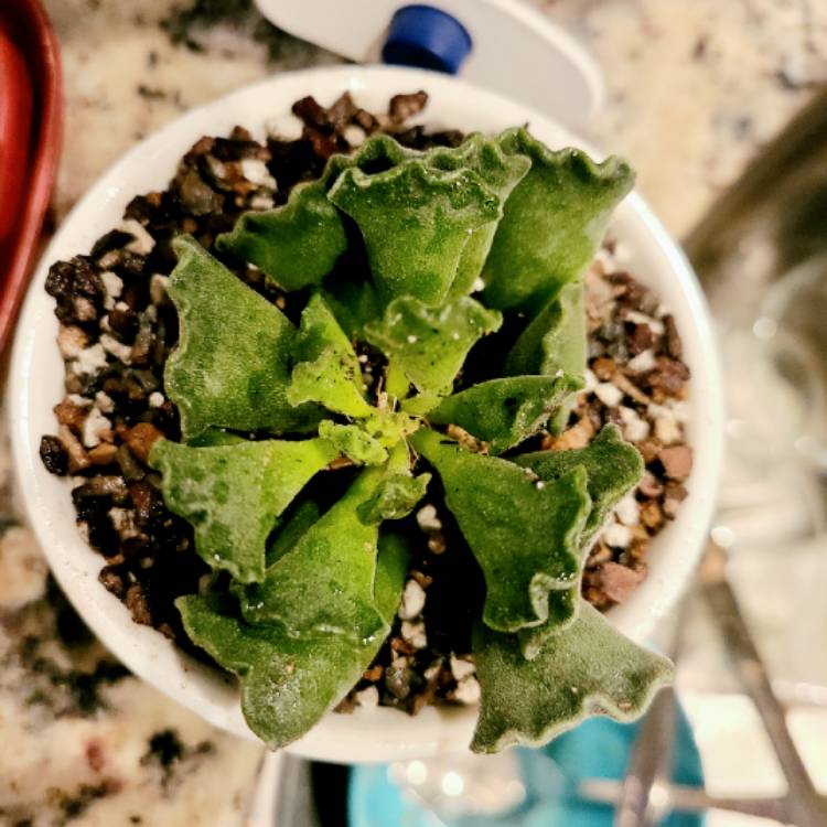 plant image 1547682