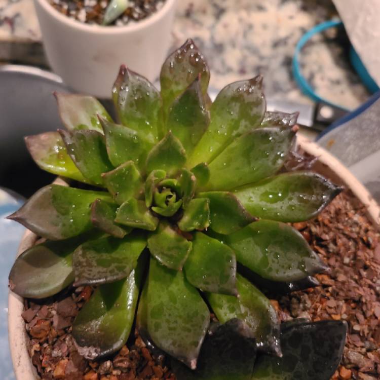 plant image 1547789