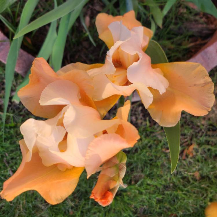 plant image 1580355