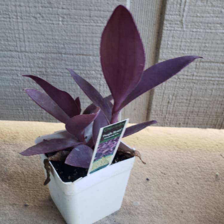 plant image 852845 plant image 852845