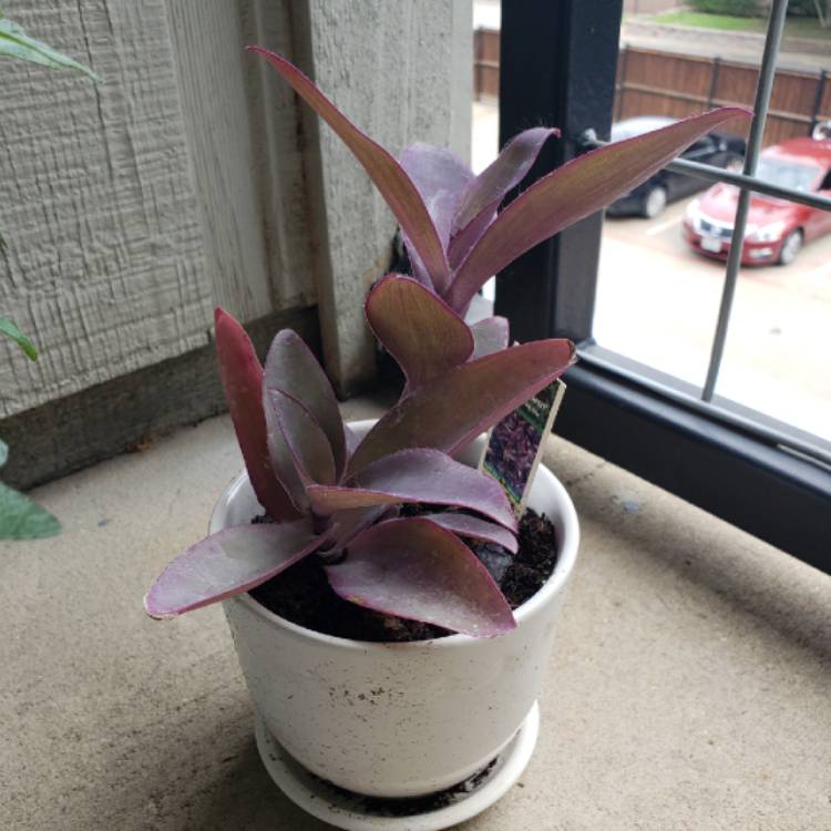 plant image 856093 plant image 856093