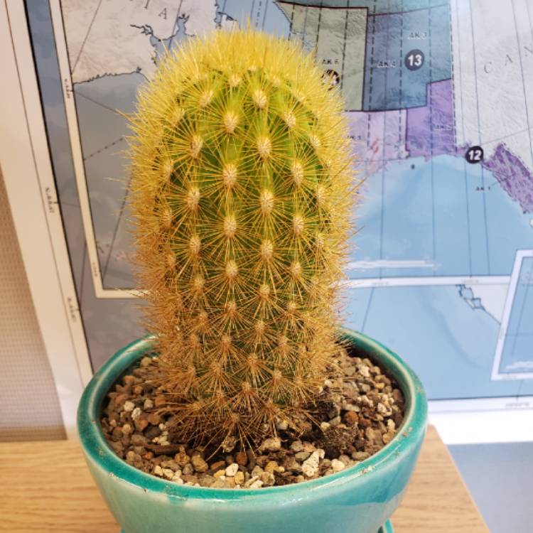 Plant image Cleistocactus icosagonus