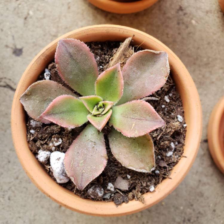 plant image 864149 plant image 864149