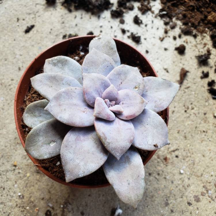 plant image 866477 plant image 866477