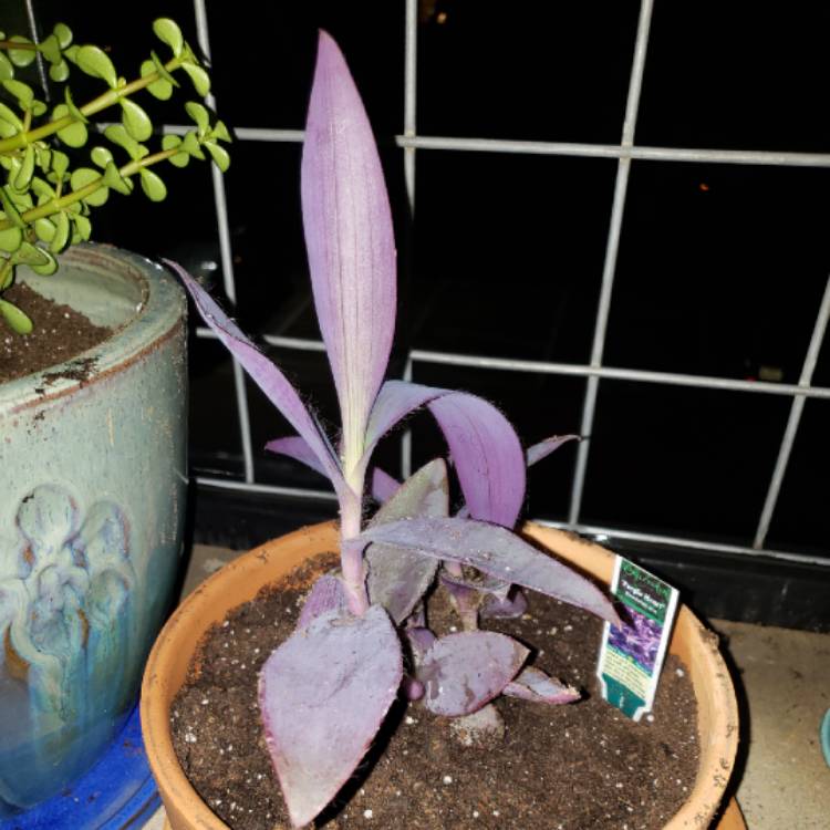 plant image 869168 plant image 869168