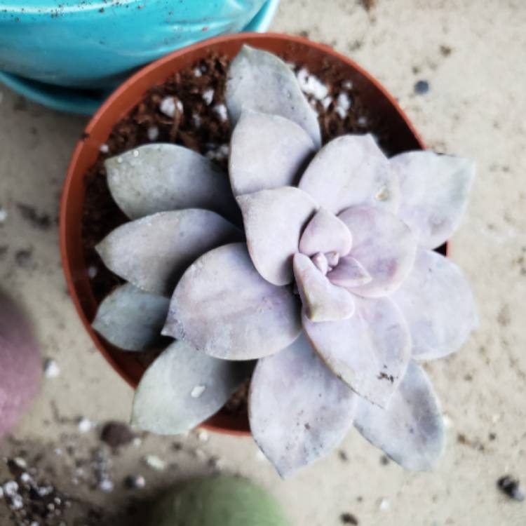 plant image 872609 plant image 872609