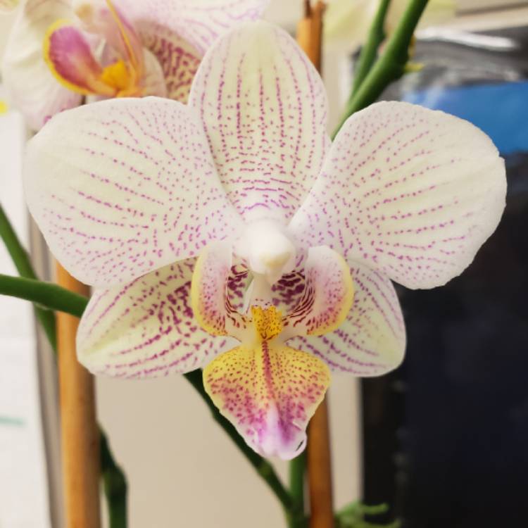 plant image 873904