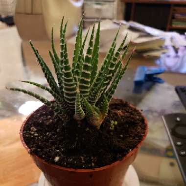 Haworthiopsis Attenuata