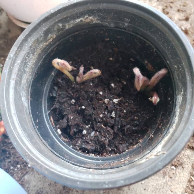 plant image 881180 plant image 881180