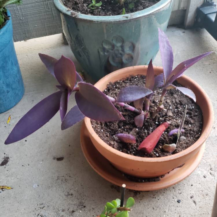 plant image 881184 plant image 881184
