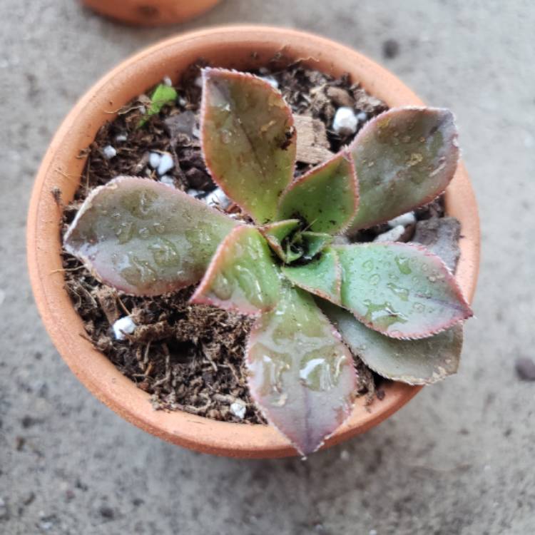 plant image 881809 plant image 881809