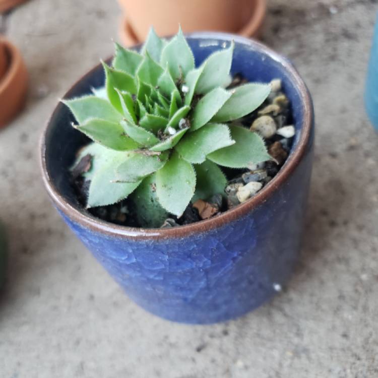 plant image 881826