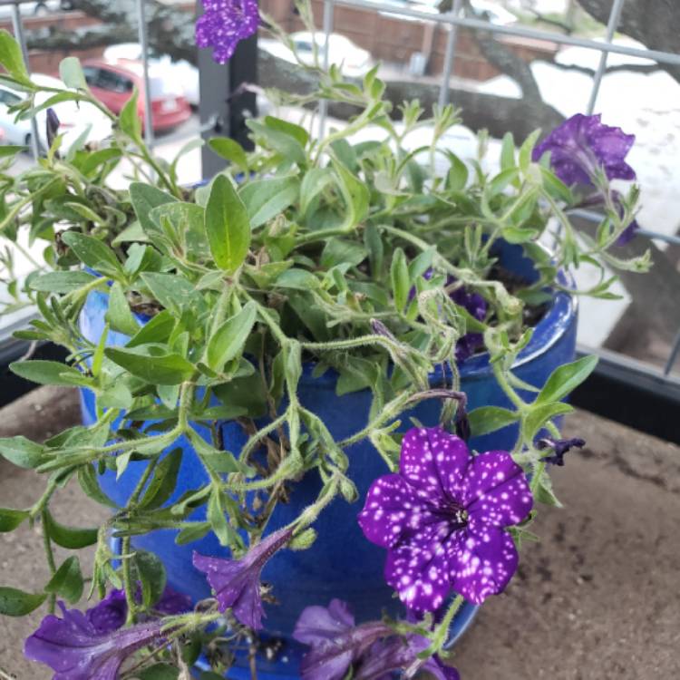 plant image 881830 plant image 881830