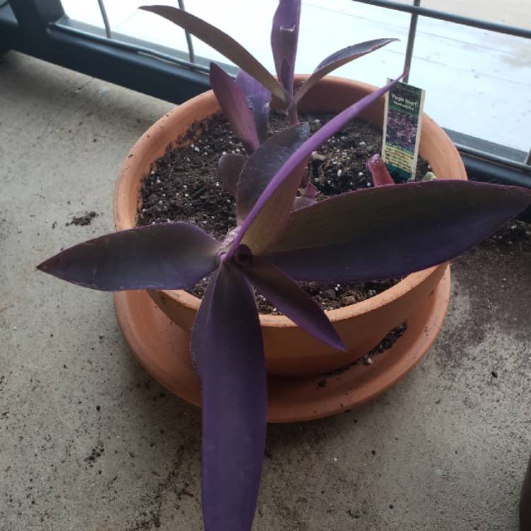 plant image 881863 plant image 881863