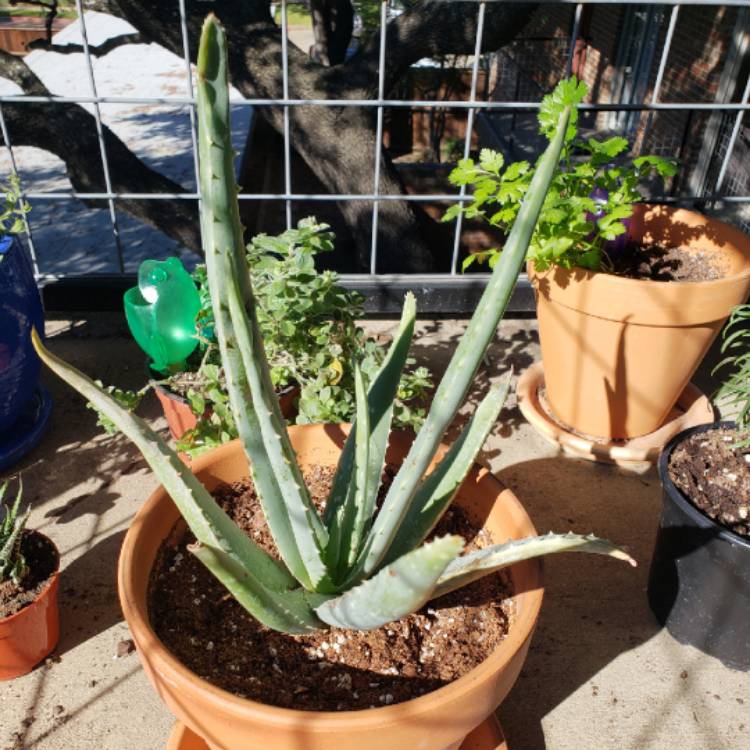 plant image 882883 plant image 882883