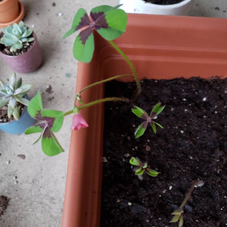plant image 884808 plant image 884808