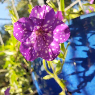 Petunia 'Kleph15313' syn. Petunia 'Night Sky', Petunia 'Headliner Night Sky'