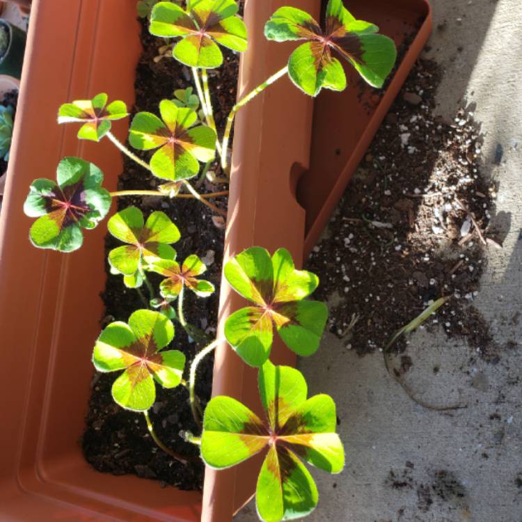 plant image 888547 plant image 888547