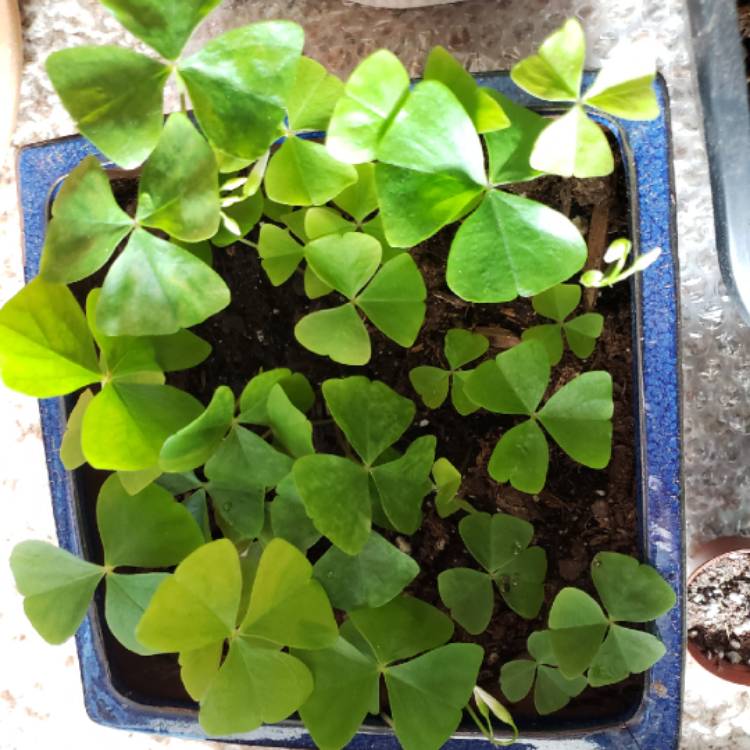 plant image 891819