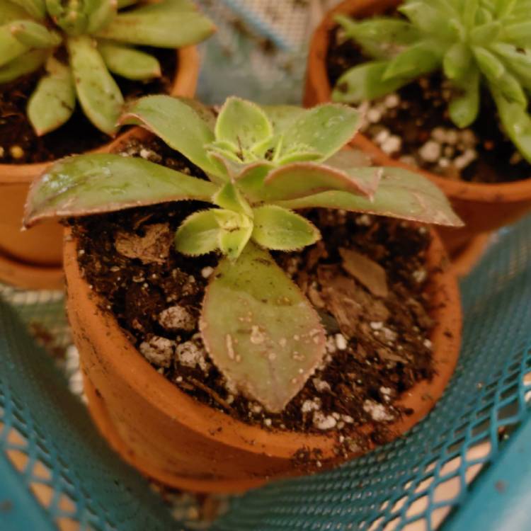 plant image 904440 plant image 904440