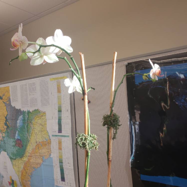 plant image 908865