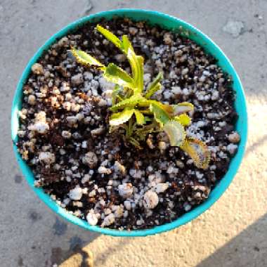 Dionaea muscipula 'Dente Flytrap'