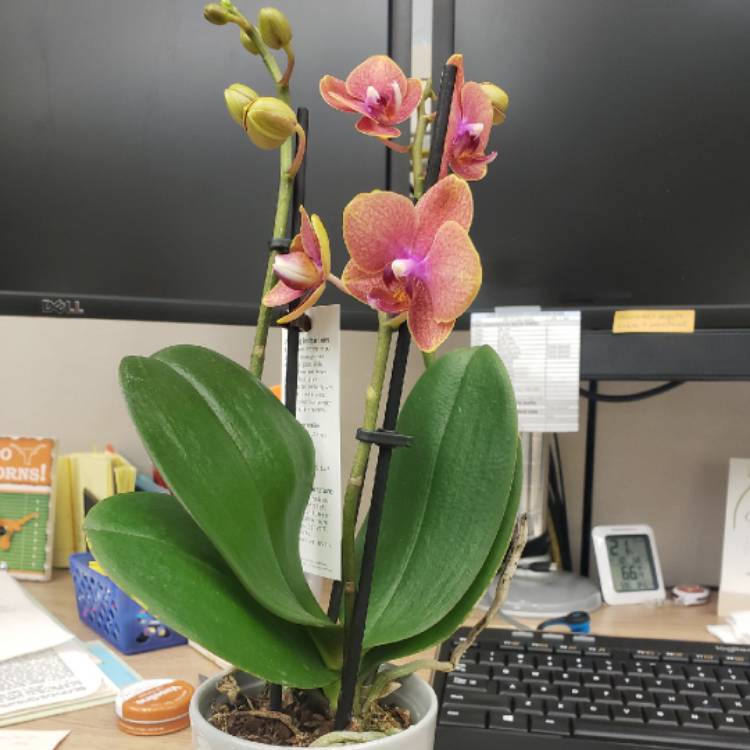 Plant image Phalaenopsis 'Crystal Sand'