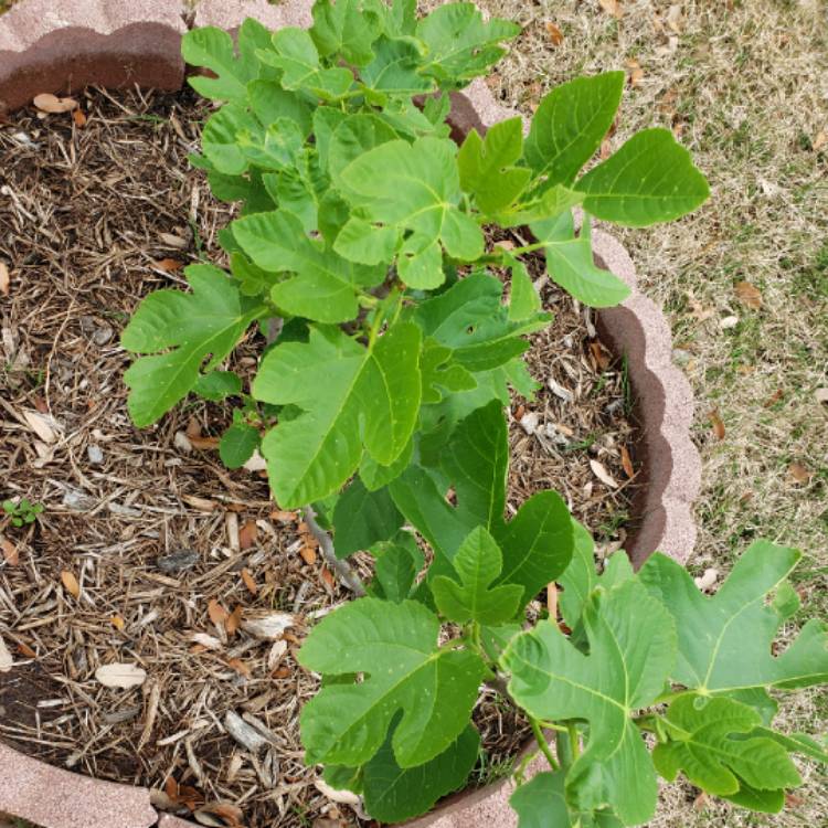 plant image 983028