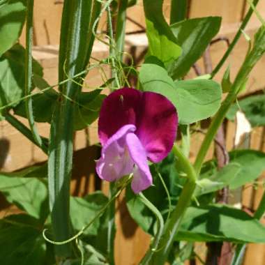 Sweet Pea