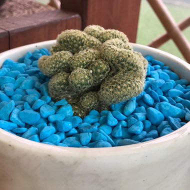 Brain Cactus