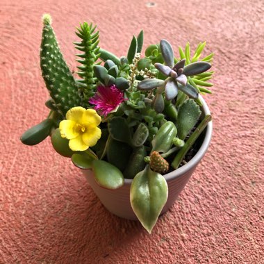 Leeonie's garden
