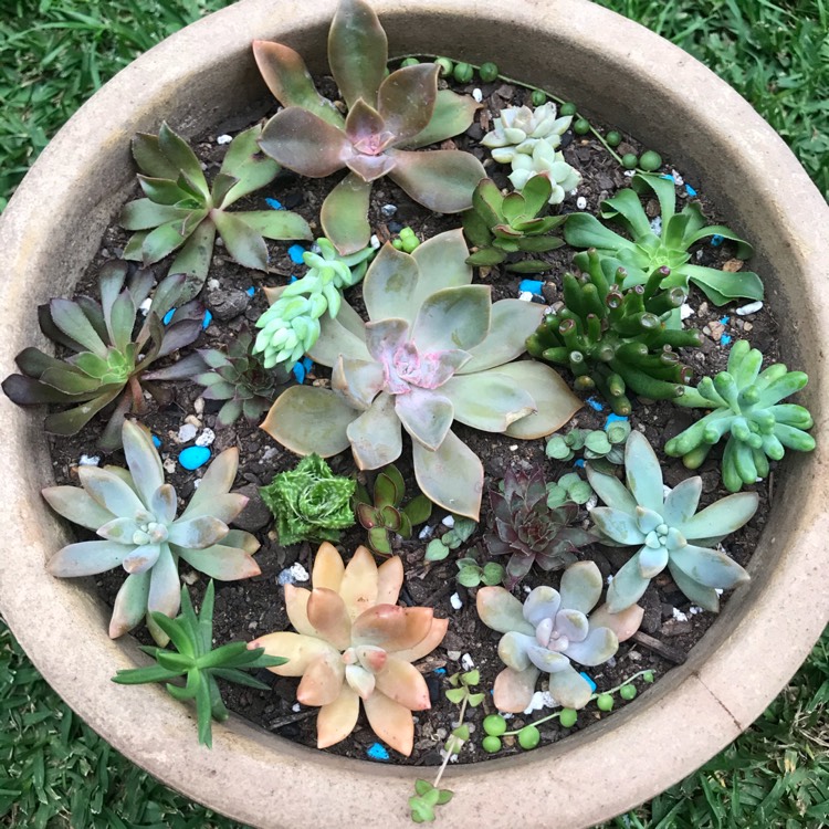 plant image 1270579