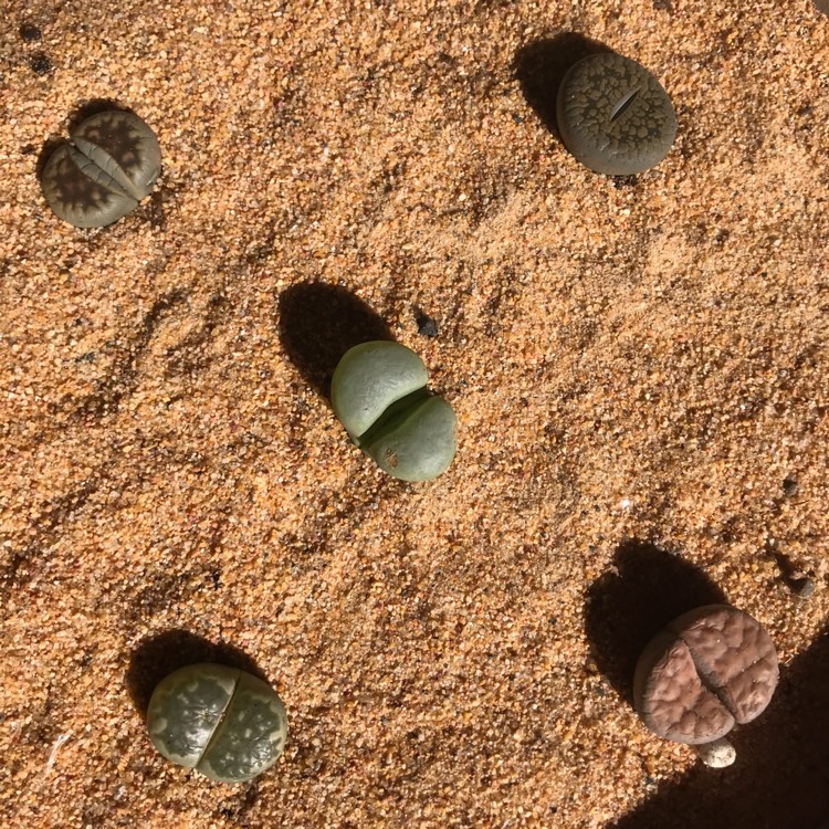 Plant image Lithops Terricolour 'Violetta'