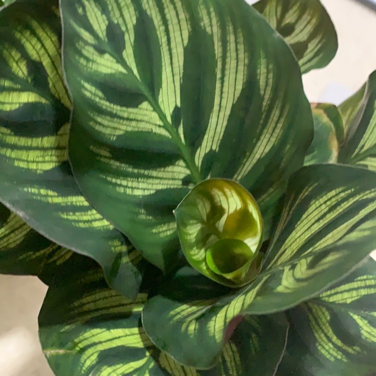 Plant image Calathea Albertii syn. Maranta albertii ; Calathea glaziovii