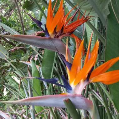 Bird Of Paradise