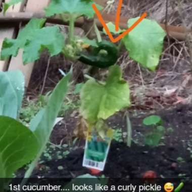 Cucumber