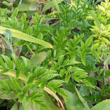 Portuguese Angelica