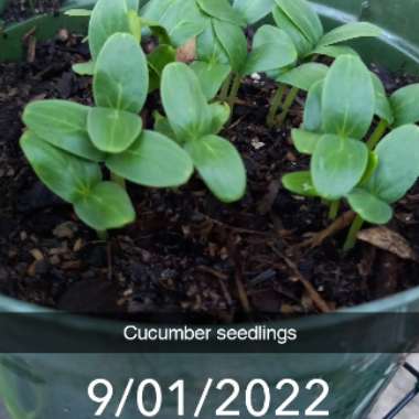 Cucumber