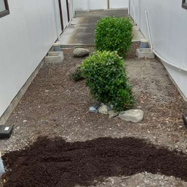 Lisa's garden